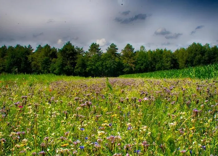 Pensjonat Guesthouse Valkenswaard 3*